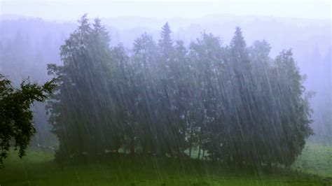 Heavy Rainfall Over A Forest Nature Relaxation With The Natural Sound