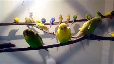 22 Pairs New Born Baby Budgies Came Out From The Colony Youtube