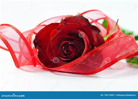 Red Rose With Ribbon Stock Photo Image Of Decorative 17811940