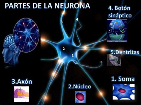 Anatomia Y Las Neuronas