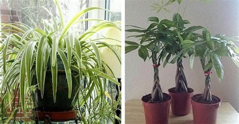 8 Plantas De Interior Ideais Para Quem Não Tem Jeito Com Plantas
