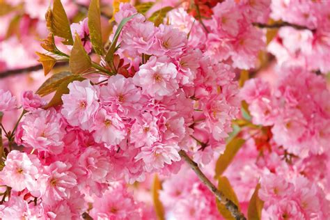 Anime Cherry Blossom 4k Wallpapers Top Free Anime Cherry