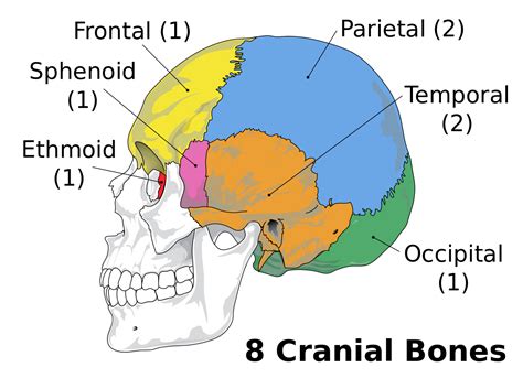 Each hand has 27 bones, some of. File:Cranial bones en v2.svg - Wikimedia Commons