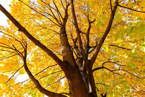 Trees In Early Autumn Stock Photo Image Of Vegetation 79329486