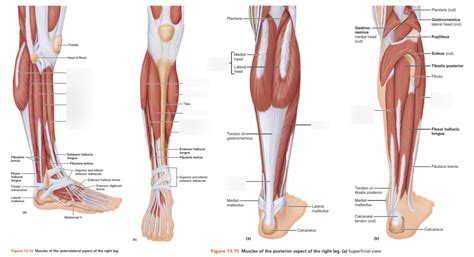 Muscle Labeling Lower Leg Diagram Quizlet