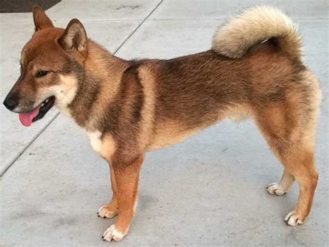 Shikoku Dog Breed Information And Images K9 Research