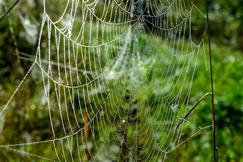 Cobweb Morning Dew Wet Free Photo On Pixabay Pixabay