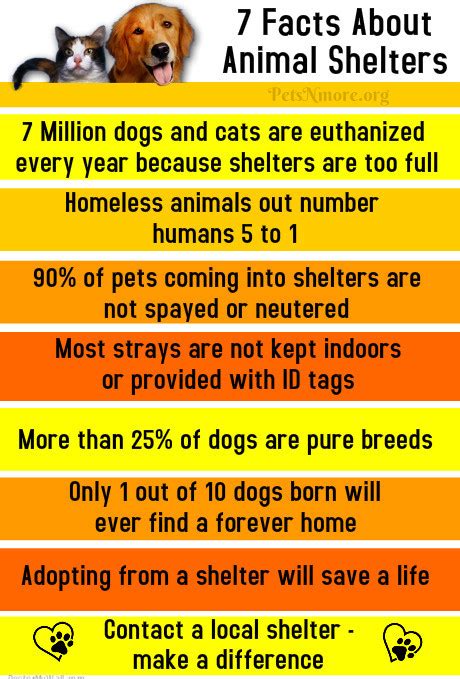 Pets N More 7 Surprising Facts About Animal Shelters