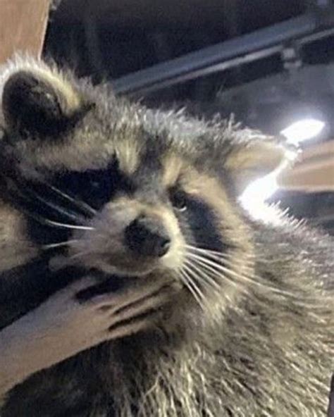 Raccoon Matching Pfp In 2022 Cute Raccoon Funny Cats And Dogs Cute