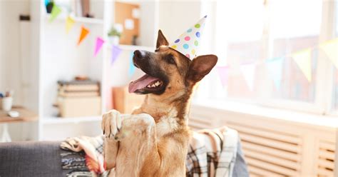 5 Fun Celebrations Perfect For Any Dogccasion Companion Protect