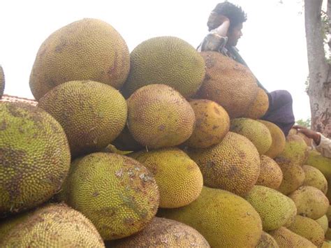 Kerala Gets An Official Fruit Jackfruit The Economic Times