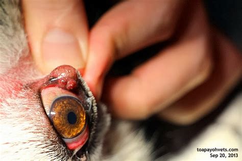 2010vets Update Sebaceous Adenoma In The Old Huskys Right Eye