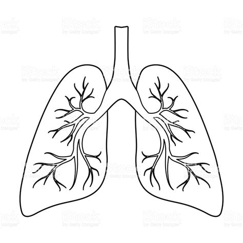 Clipart Outline Of Lungs 20 Free Cliparts Download Images On