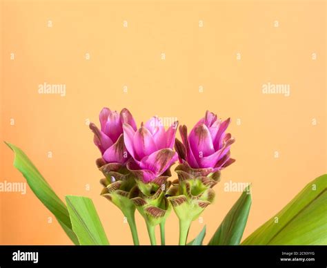 Purple Turmeric Flowers On Orange Background Stock Photo Alamy