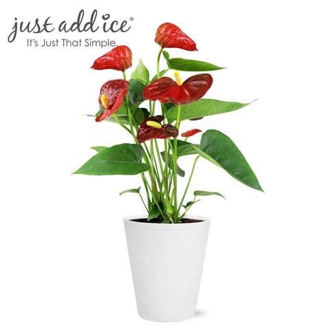 Just Add Ice 14 Tall Anthurium Live Plant In 5 Decorative Fiber Clay