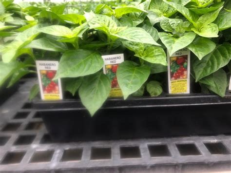 Bell Pepper 4 Pack Stranges Florists Greenhouses And Garden Centers