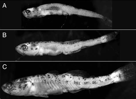 2 Photos Showing The Rapid Development Of The Tidewater Goby