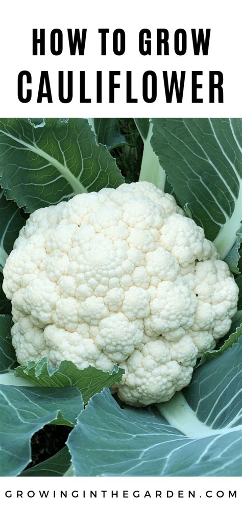 How To Successfully Grow Cauliflower Growing In The Garden Growing