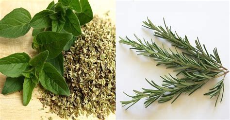 Oregano And Rosemary Help Control Blood Sugar Fight Bacteria And