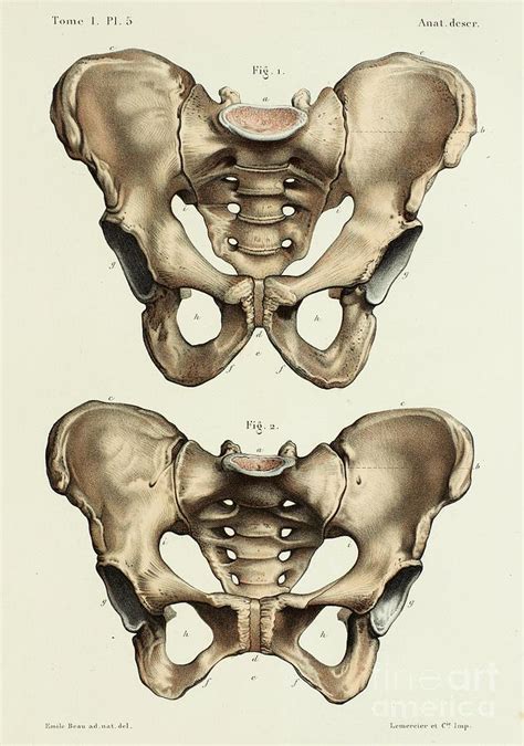 Pelvis Anatomy Photograph By Science Photo Library Pixels Merch
