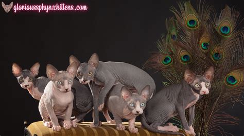 Don't miss what's happening in your neighborhood. Sphynx Cats for Sale Online | Odd Eyed Sphynx Kittens for ...
