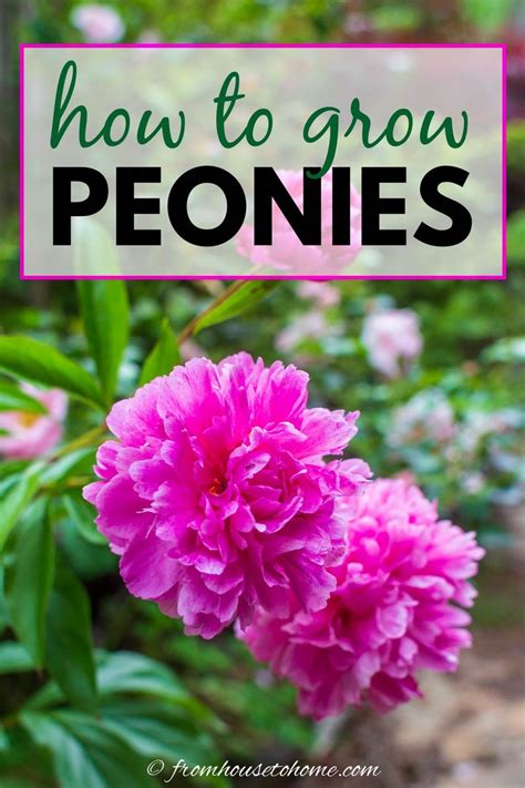 Heres Everything You Need To Know About How To Grow Peonies From