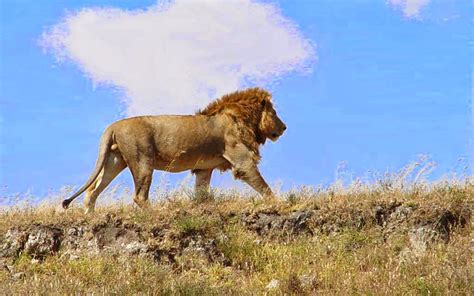 wallpapers: African Lion Wallpapers