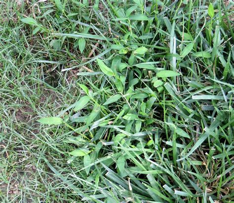 How To Identify Weeds In Lawn