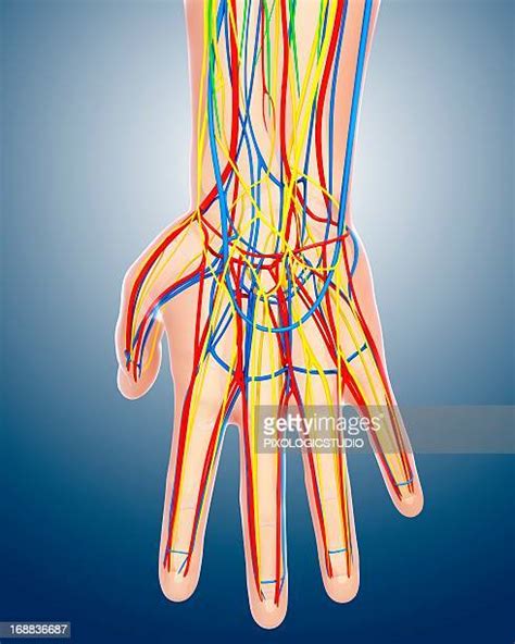 Lymph Vessels Of The Fingers Photos And Premium High Res Pictures