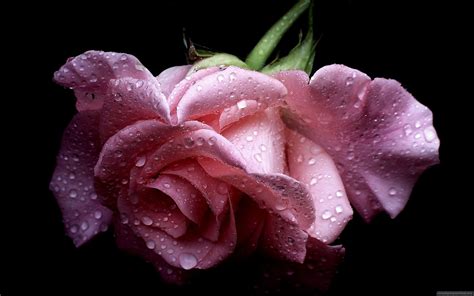 Pink Roses Water Drop