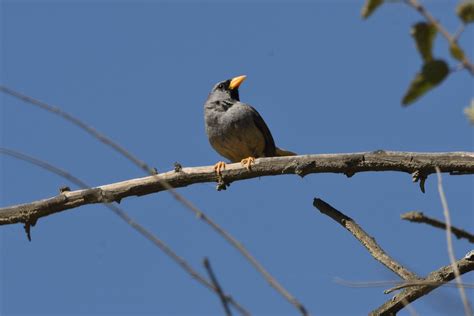 Great Inca Finch Incaspiza Pulchra Ikam Expeditions Flickr