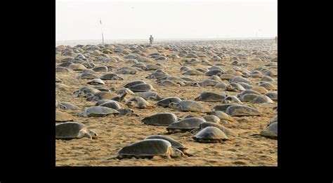 Tortugas invaden una playa vacía para anidar por primera vez después de