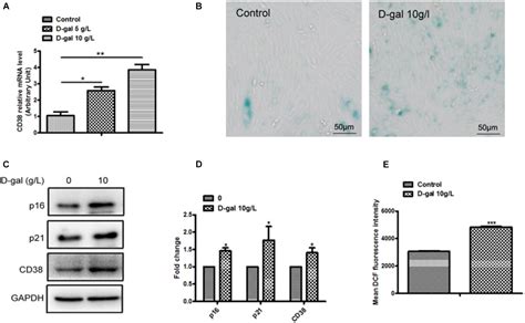 Frontiers Cd Deficiency Alleviates D Galactose Induced Myocardial