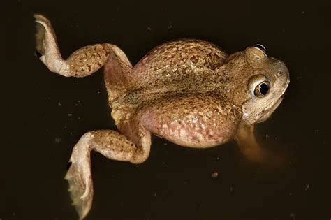 New Mexico State Amphibian New Mexico Spadefoot Toad