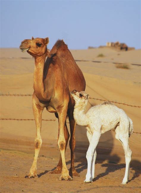 176 Best Love Camels Images On Pinterest Camels Animal Kingdom And