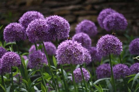 How To Plant Spring And Early Summer Flowering Bulbs
