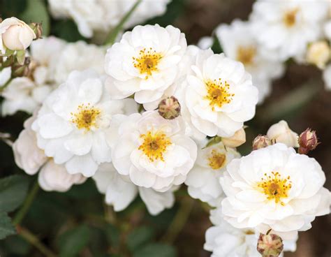 Pretty Polly White Star Roses And Plants