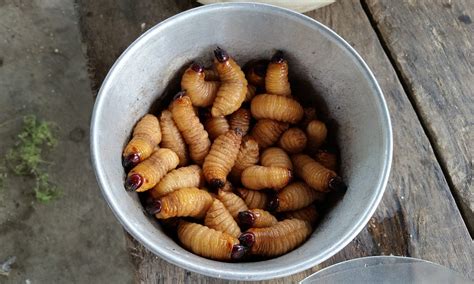 Maggot Farming Changes The World Human Nutrition Environmental Impact Societal Development