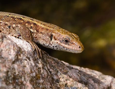 Female Common Lizard They Give Birth To Live Young Which Jarfr