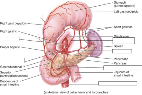 Celiac Trunk And Branches Arteries Diagram Quizlet