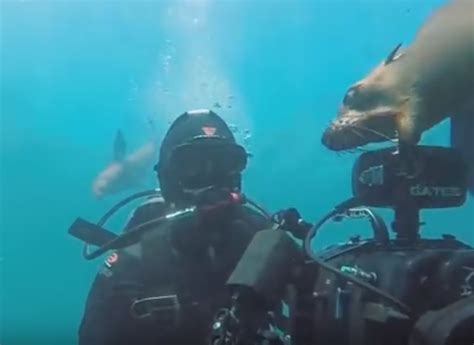 Scary Marine Wildlife Encounters Video For Scuba Divers
