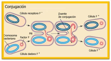 Biologia Molecular 912 ConjugaciÓn