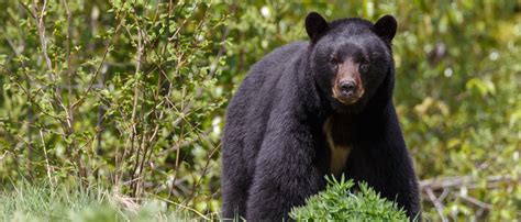 Maybe you would like to learn more about one of these? 78-Year-Old North Carolina Man Punches Black Bear In Nose ...