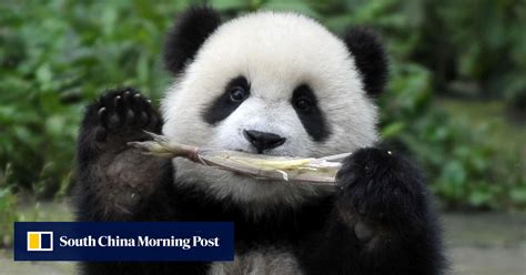In The Black Chinas Wild Panda Population Grew In Past 10 Years New