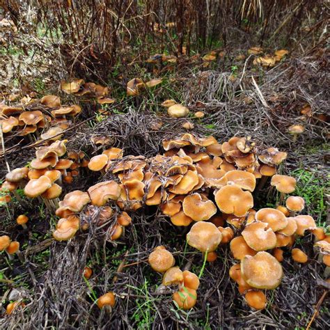 What Kinds Of Shrooms Grow In North Central Texas Mushroom Hunting