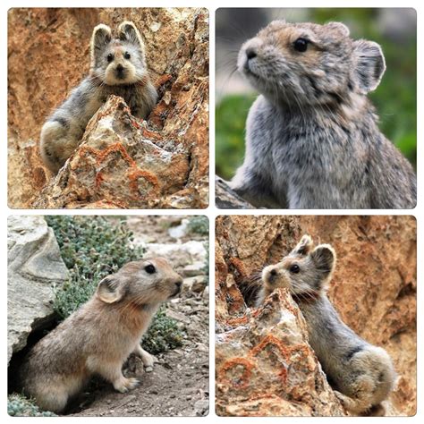 The Ili Pika Is A Species Of Mammal In The Northwest China After Its