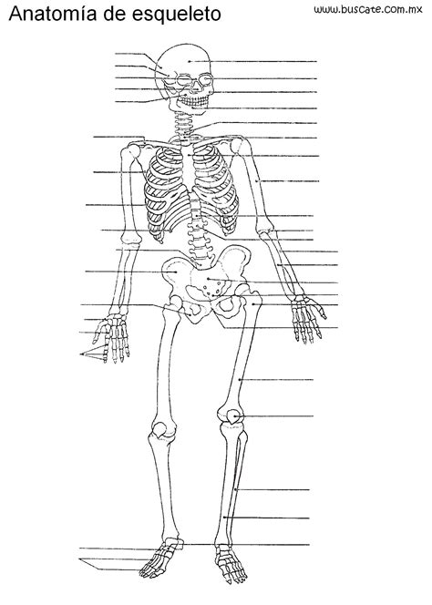 El Esqueleto Humano Sin Nombres Para Imprimir Pam