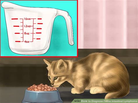 How To Diagnose Feline Intestinal Lymphoma 9 Steps