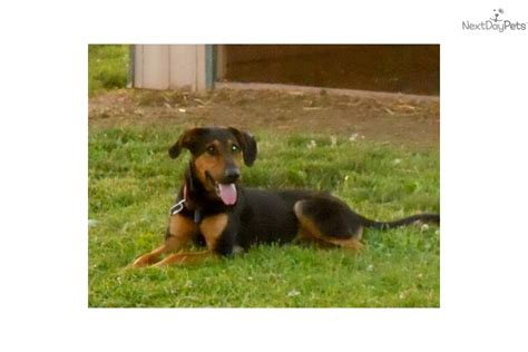 Meet Coffee A Cute Black And Tan Coonhound Puppy For Sale For 100