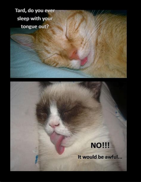 Funny Cat Pics Memes